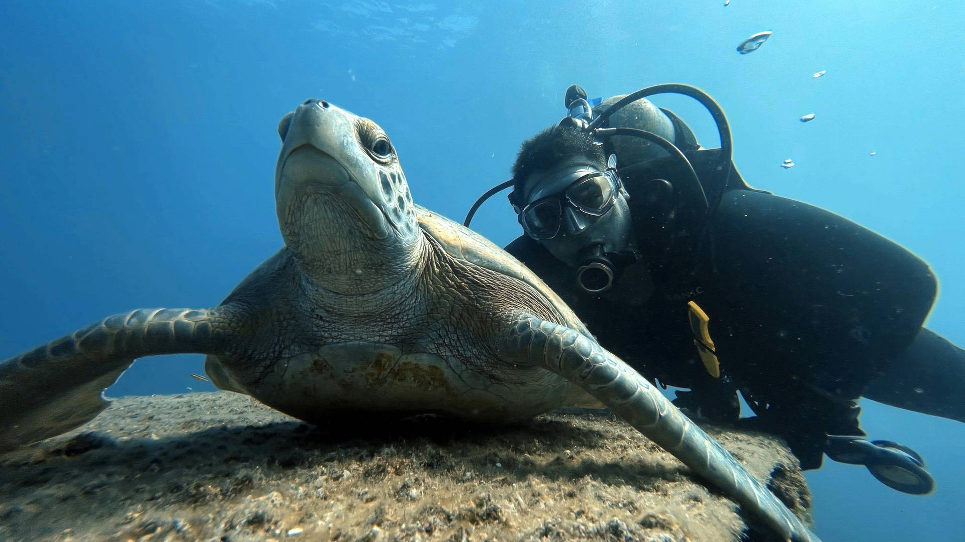 A scuba diver swims underwater next to a sea turtle that is resting on a rock.