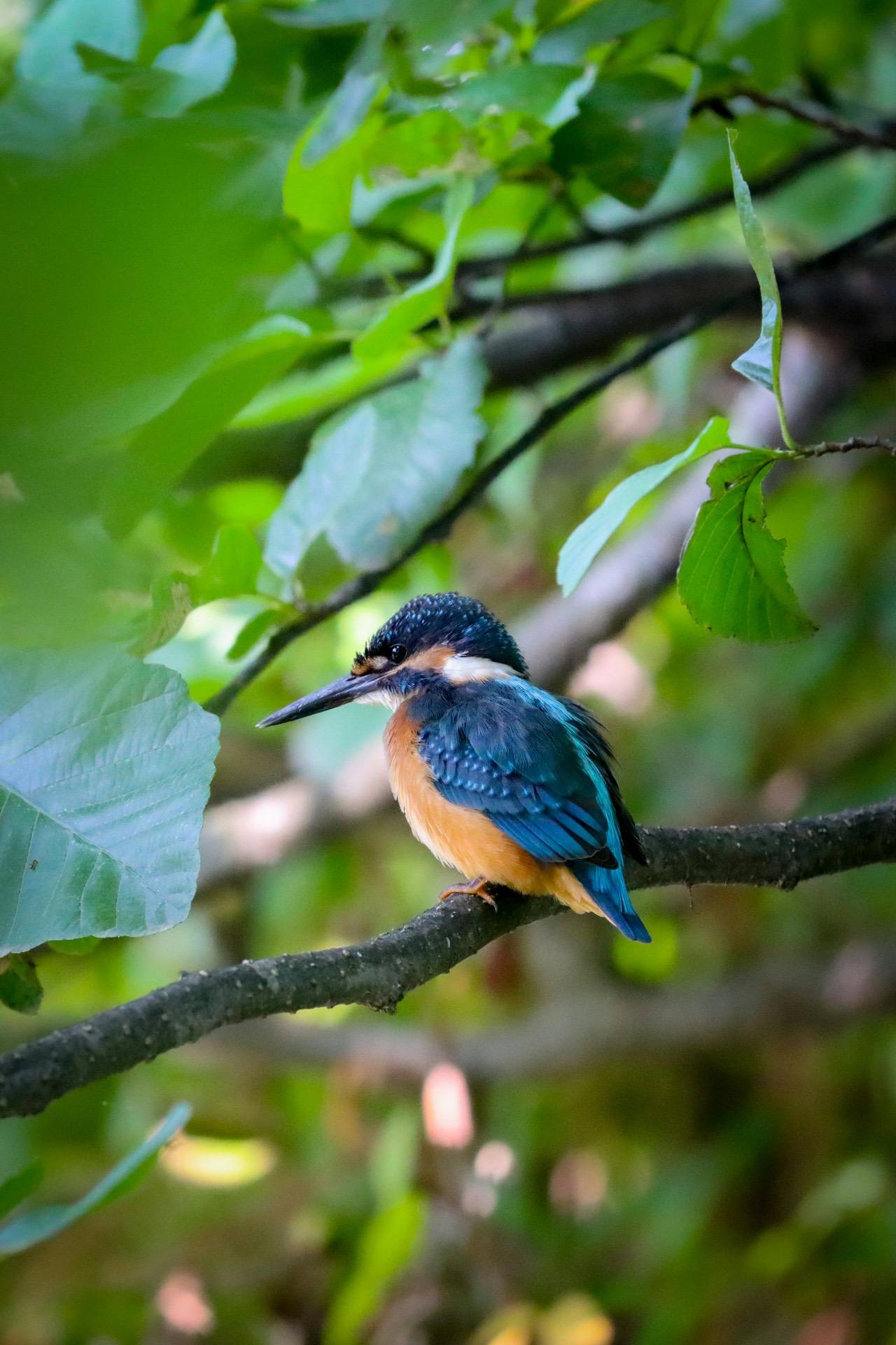 A small bird with blue and orange plumage perches on a branch surrounded by green leaves.